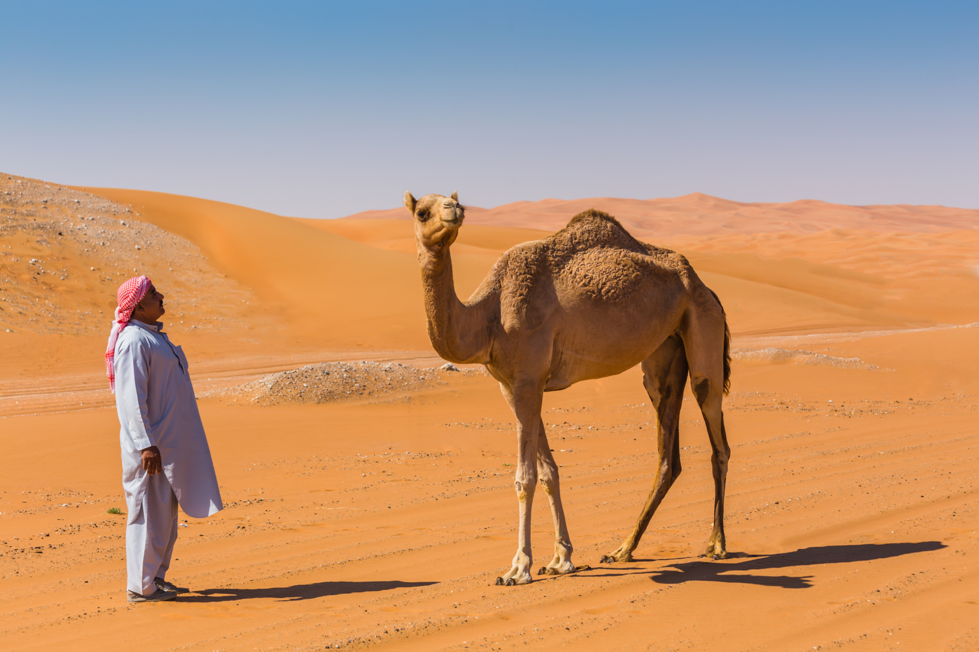 Dromadaire et bédouin