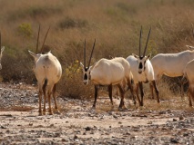 Oryx en Jordanie
