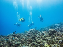 Plongée dans la Mer Rouge