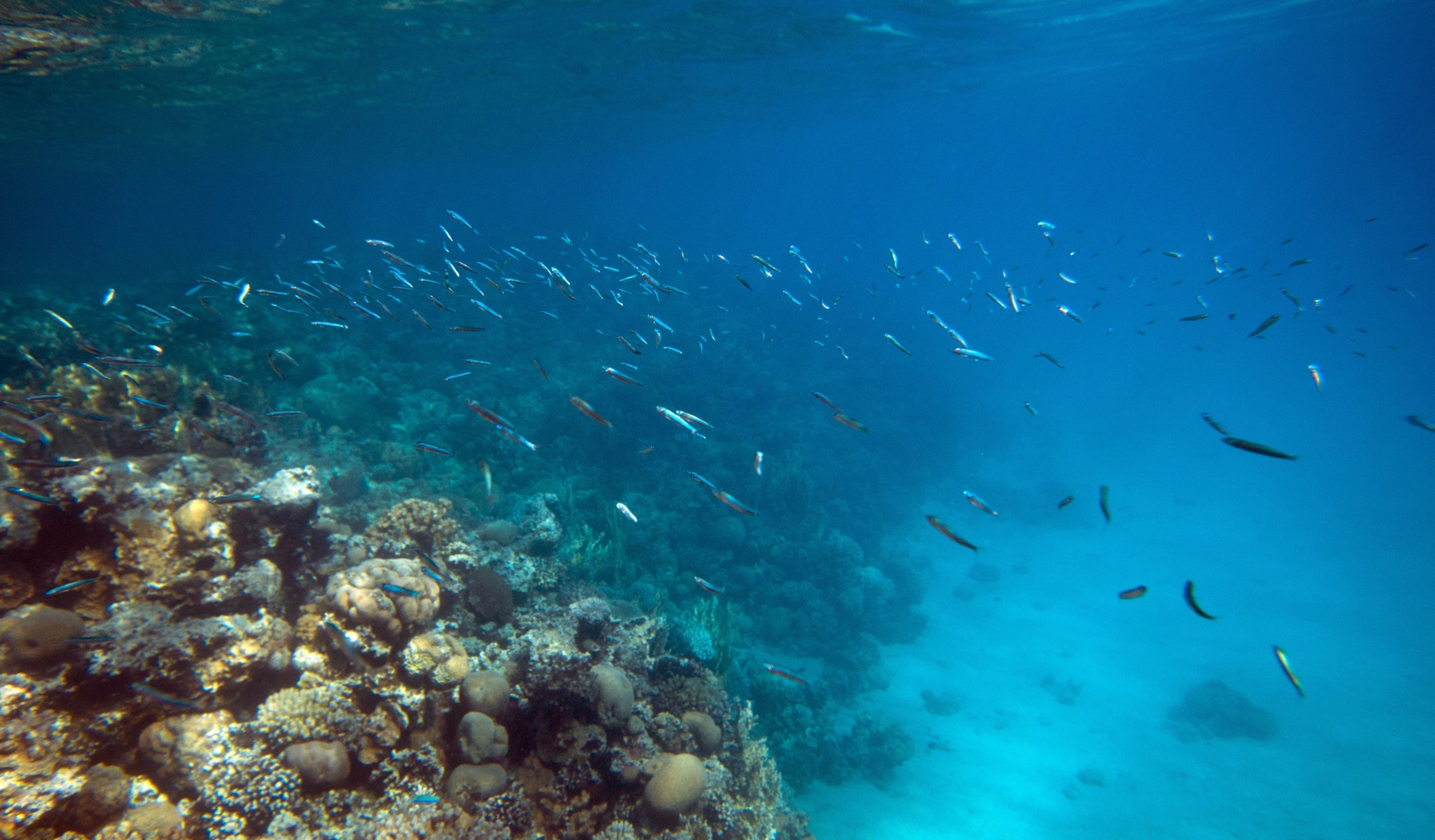 coraux de la Mer Rouge