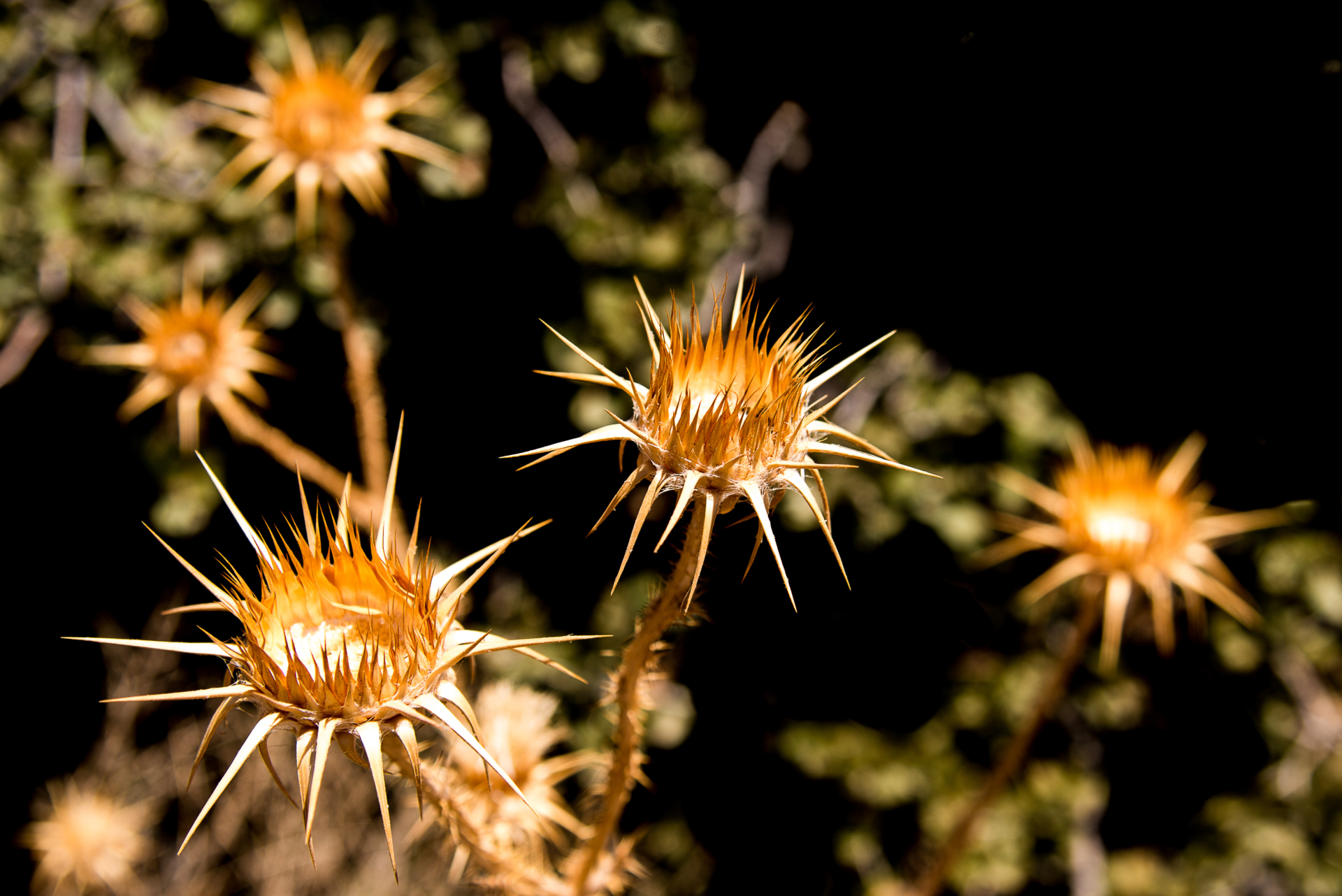 chaudron-flore-jordanie