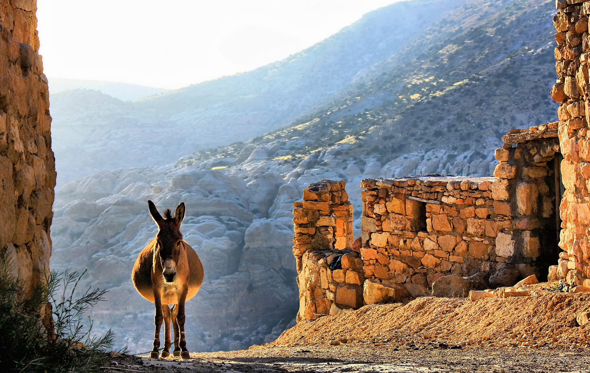 ane-vallee-dana-jordanie
